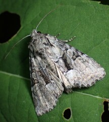 Eremobina leucoscelis