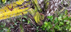 Hylocereeae