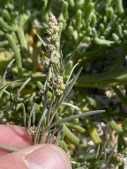 Oligomeris linifolia