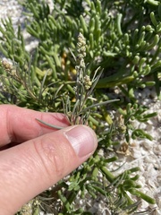 Oligomeris linifolia