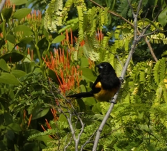 Icterus prosthemelas