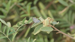 Hemiargus hanno
