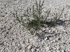 Oligomeris linifolia