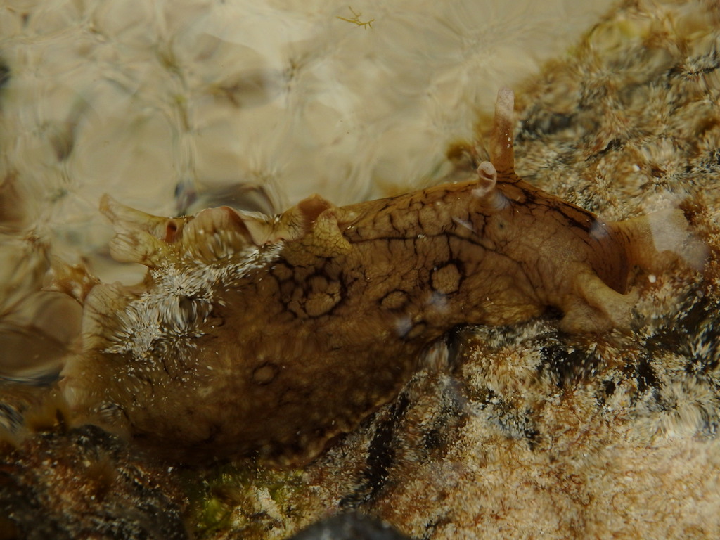 Large-spotted sea hare