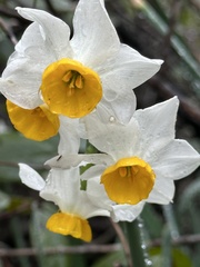 Narcissus tazetta