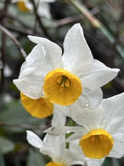 Narcissus tazetta