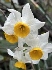 Narcissus tazetta