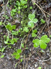Delphinium nudicaule