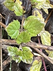 Clinopodium douglasii