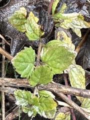 Clinopodium douglasii