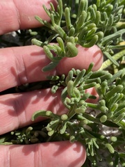 Allenrolfea occidentalis