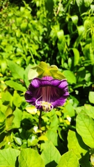 Cobaea scandens