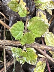 Clinopodium douglasii