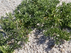 Allenrolfea occidentalis