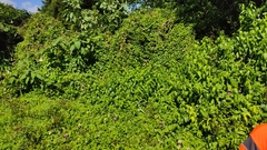 Cobaea scandens