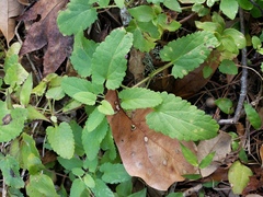 Stachys floridana