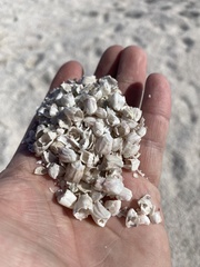 Amphibalanus amphitrite