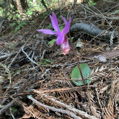 Calypso bulbosa occidentalis