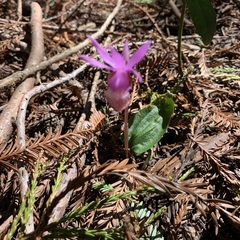 Calypso bulbosa occidentalis