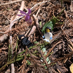 Calypso bulbosa occidentalis