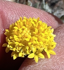 Trichoptilium incisum