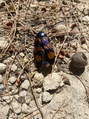 Temognatha conspicillata