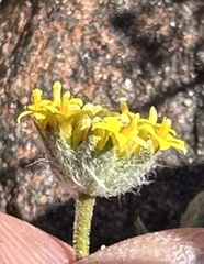 Trichoptilium incisum