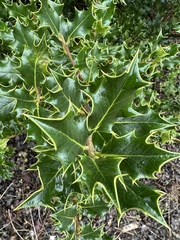 Ilex aquifolium