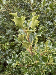 Ilex aquifolium