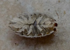 Alloniscus perconvexus