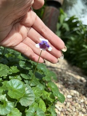 Viola banksii