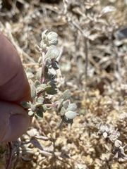 Tidestromia suffruticosa