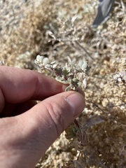 Tidestromia suffruticosa