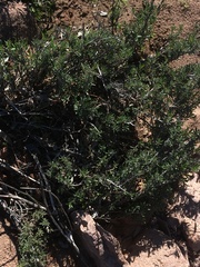 Eriogonum fasciculatum polifolium