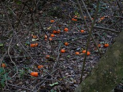 Citrus
