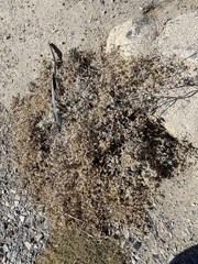 Tidestromia suffruticosa