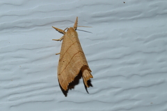Drepana bilineata