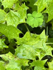 Delairea odorata
