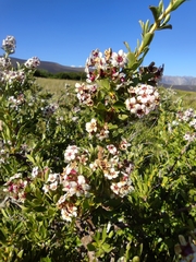 Escallonia virgata
