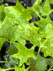 Delairea odorata