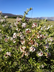 Escallonia virgata