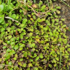 Leptinella dioica
