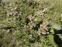 Escallonia virgata
