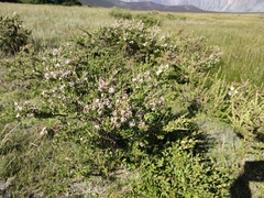 Escallonia virgata