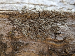 Phaeophyscia ciliata