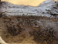 Phaeophyscia ciliata