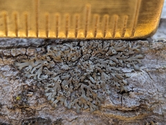 Phaeophyscia ciliata