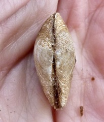 Cumingia californica