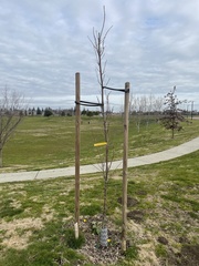 Quercus × warei