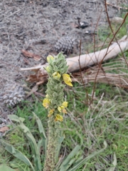 Verbascum thapsus